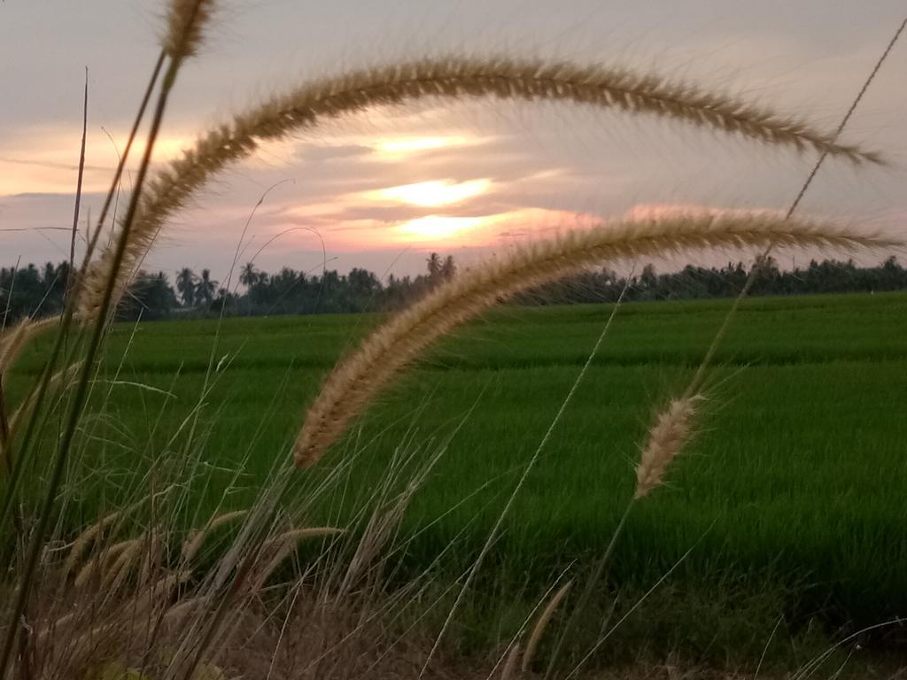 Kurau Inn Farmstay Kuala Kurau Exteriör bild